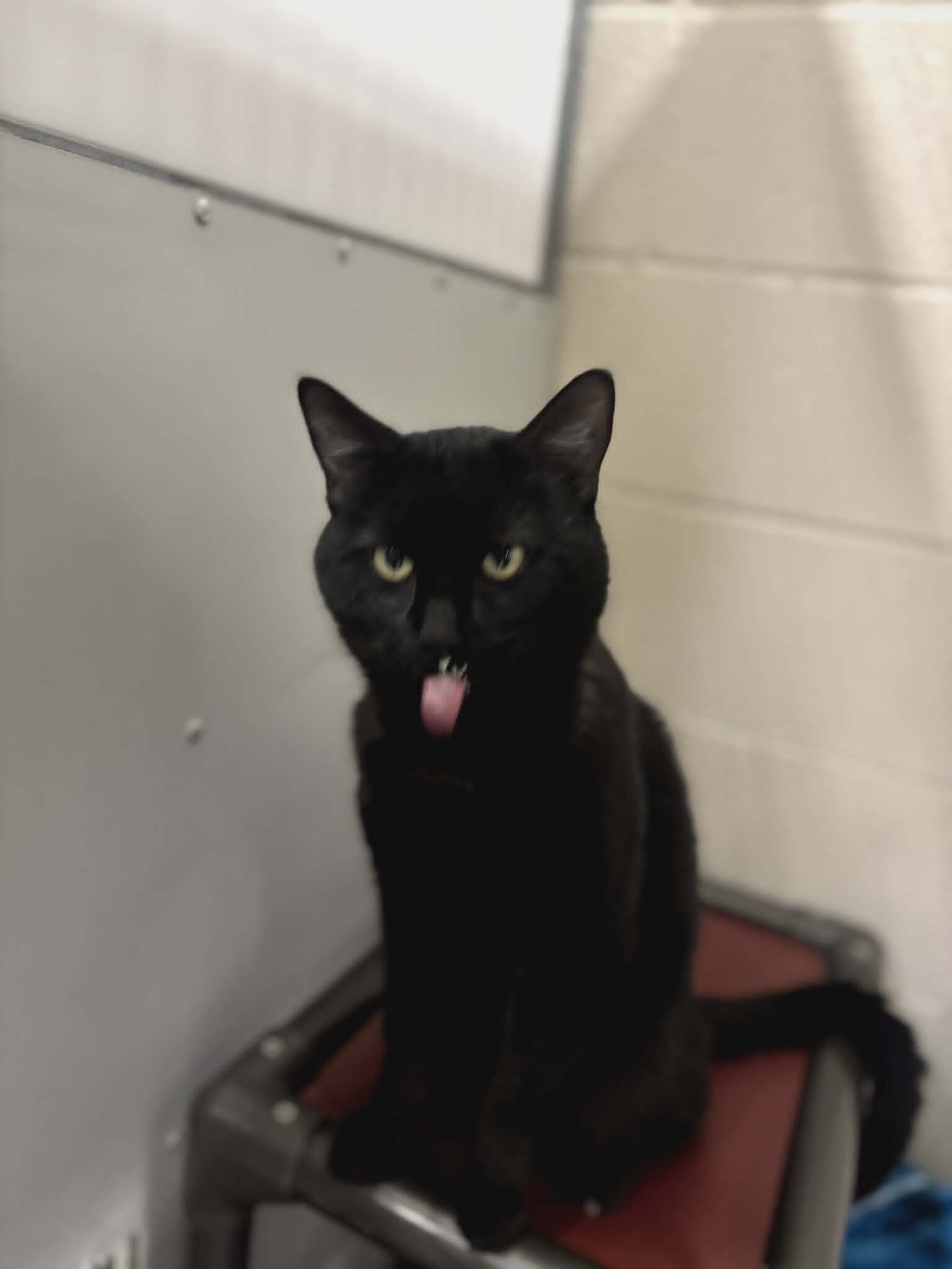 Picture of the Animal Listed